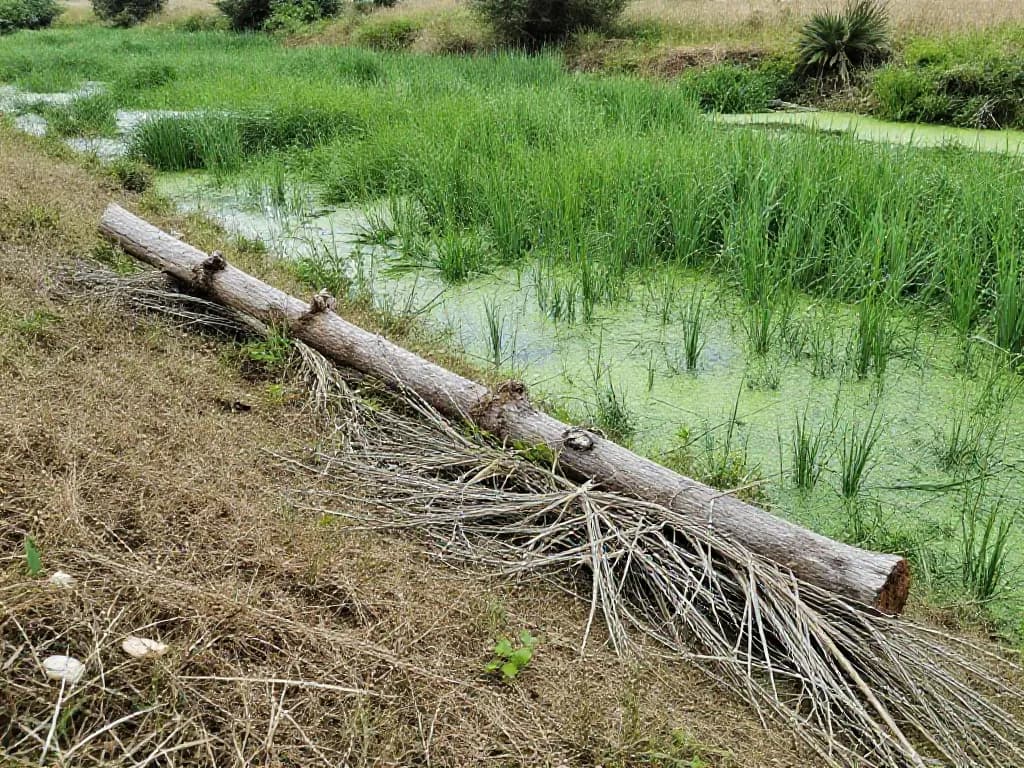 Ingegneria naturalistica — servizio Visione Sostenibile