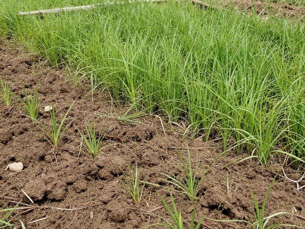 Rigenerazione del suolo — servizio Visione Sostenibile