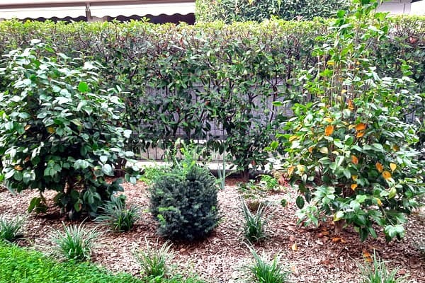 Veronica – Rifacimento Giardino – Visione Sostenibile: vista d'insieme del progetto realizzato