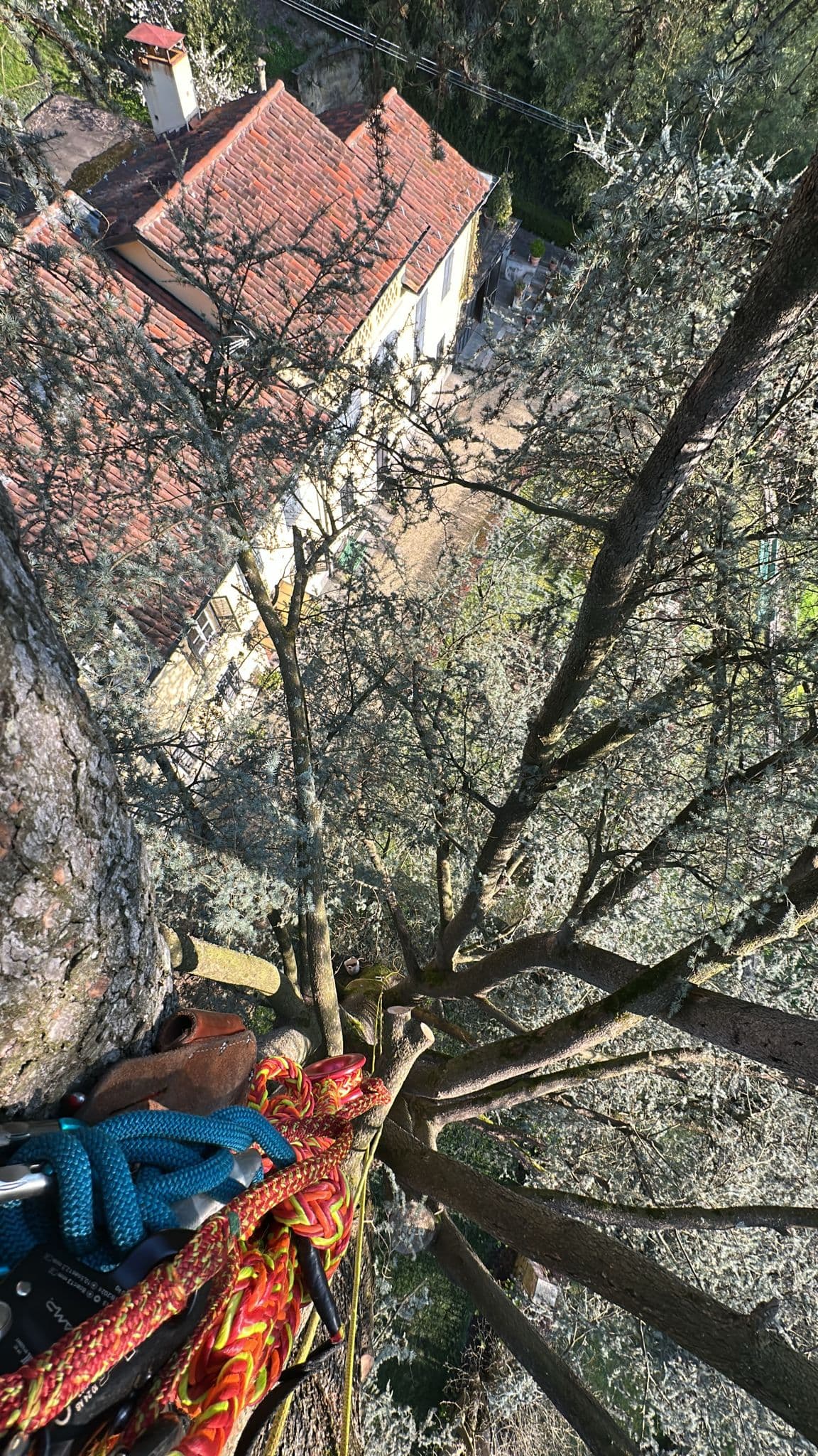 Potature e abbattimenti in quota foto 1