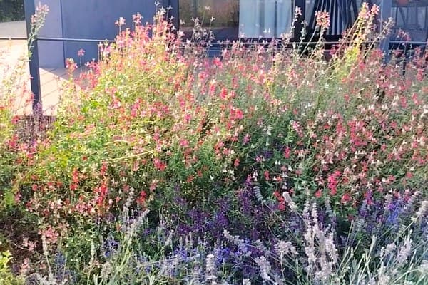 Agriturismo Durando – Portacomaro – Visione Sostenibile: 45 essenze officinali a km/0