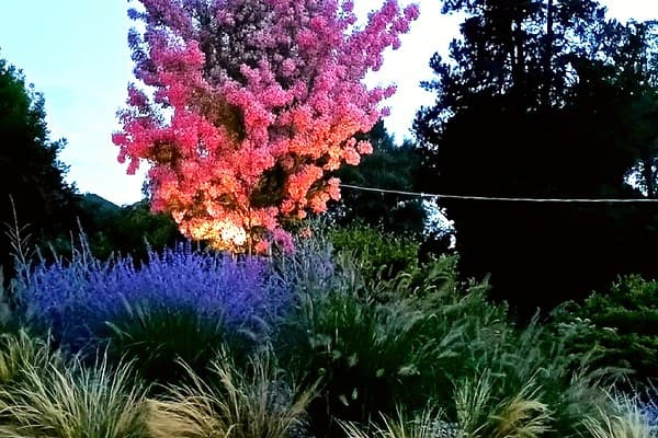 Porto Val Travaglia – Visione Sostenibile: ortensie paniculate vanille 50 m