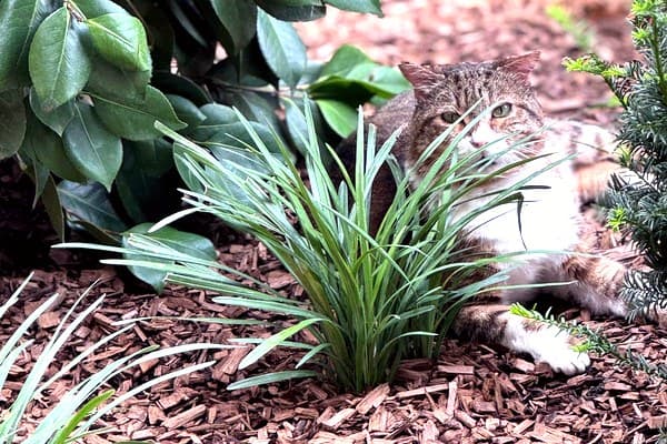 Veronica – Rifacimento Giardino – Visione Sostenibile: acero japonico e camelie