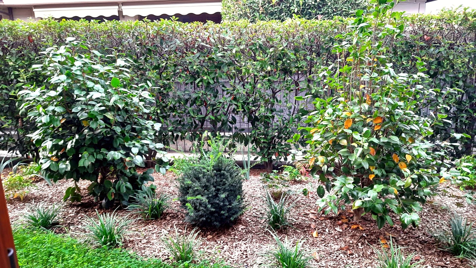 Progetto Veronica – Rifacimento Giardino — vista principale